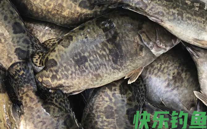 鳜鱼产卵期是几月份(图4)
