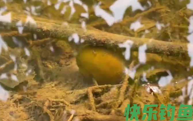 碰了福寿螺的卵手烂掉了是真的吗(图3)