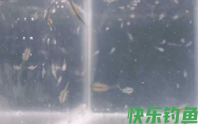 丰年虾卵会过期吗(图1)