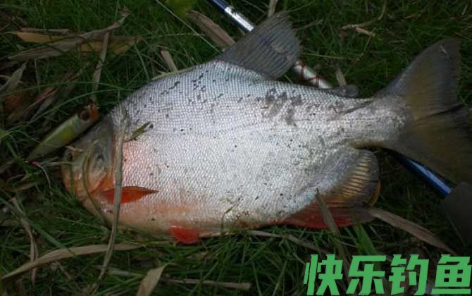 淡水白鲳可以当观赏鱼养吗(图2)