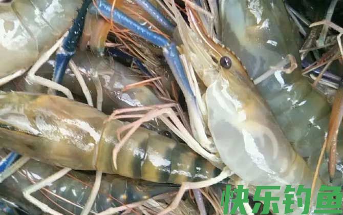 日本沼虾和罗氏沼虾的区别(图2)
