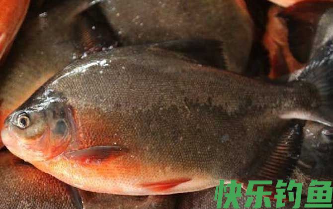 淡水白鲳可以当观赏鱼养吗(图1)