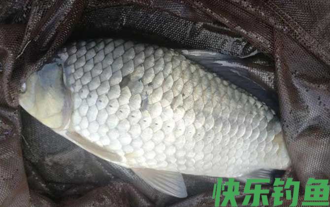 喜头鱼和鲫鱼的区别(图2)