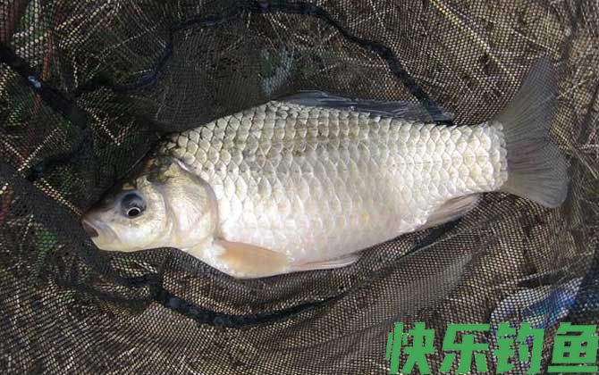 喜头鱼和鲫鱼的区别(图3)