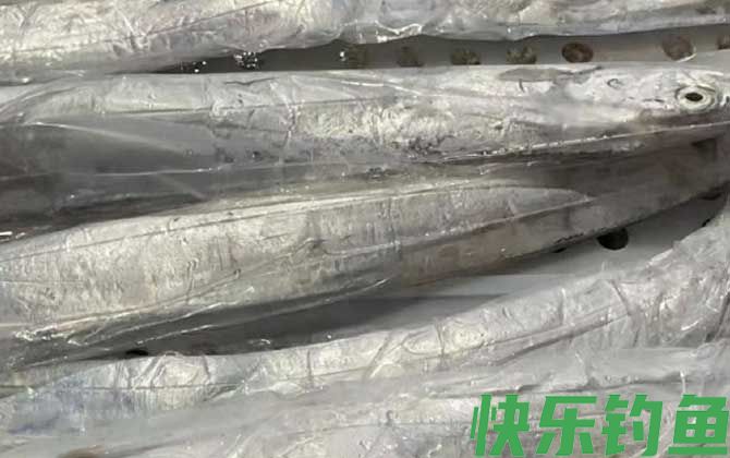 带鱼有鱼鳞吗(图2)