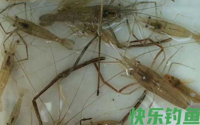 河虾养殖技术及注意事项(图2)