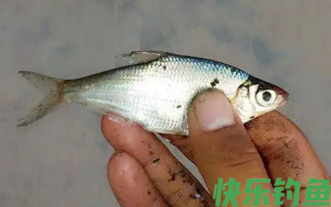 华鳊是什么鱼(图3)