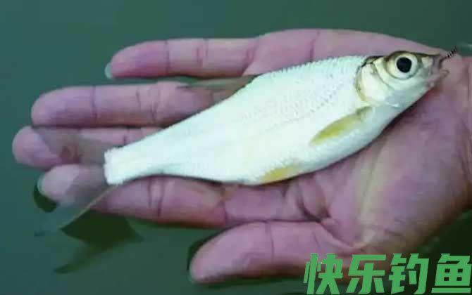 华鳊是什么鱼(图2)