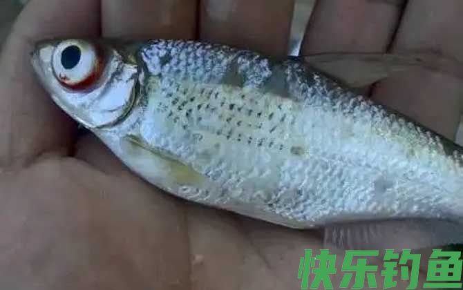 华鳊是什么鱼(图4)