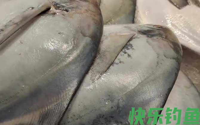 扁扁的大片鱼是什么鱼(图1)