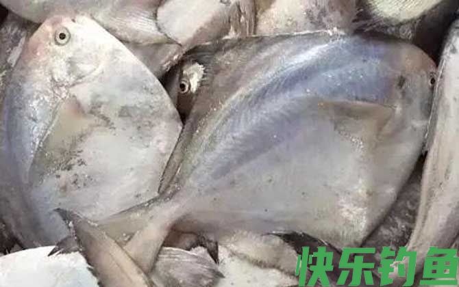 扁扁的大片鱼是什么鱼(图3)