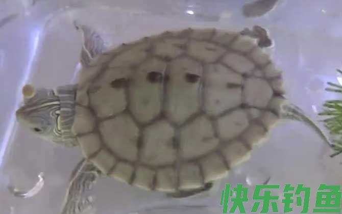 地图龟可以冷水过冬吗(图1)