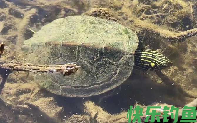 地图龟可以冷水过冬吗(图3)