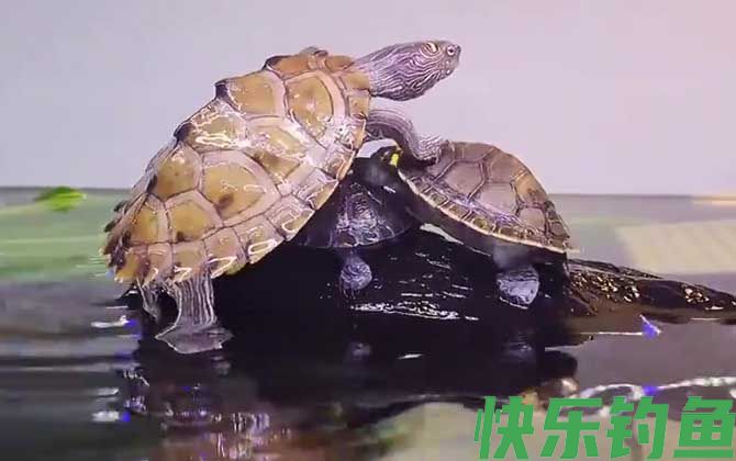 地图龟可以冷水过冬吗(图2)