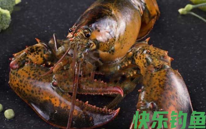 大龙虾种类及图片大全(图1)