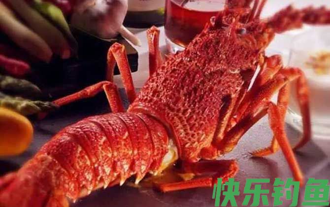 大龙虾种类及图片大全(图2)
