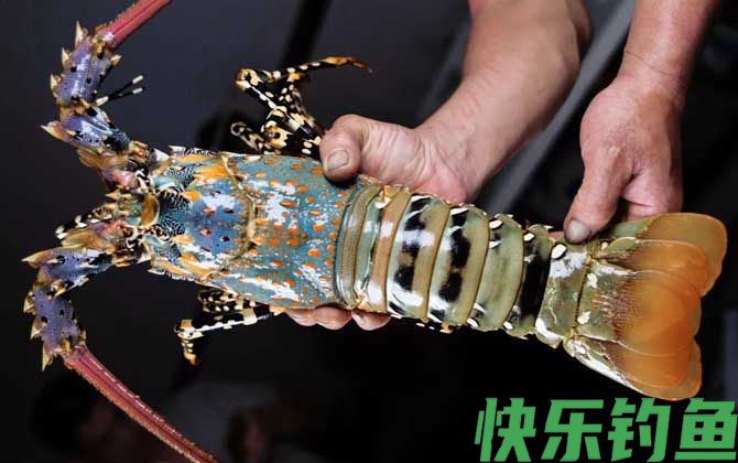 大龙虾种类及图片大全(图3)