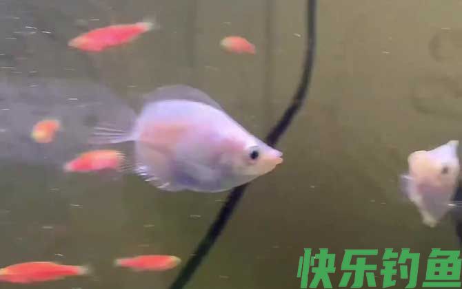 接吻鱼是冷水鱼还是热带鱼(图2)