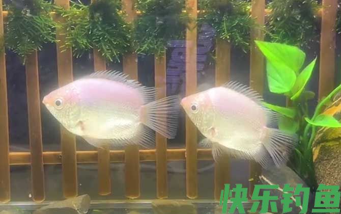 接吻鱼是冷水鱼还是热带鱼(图3)