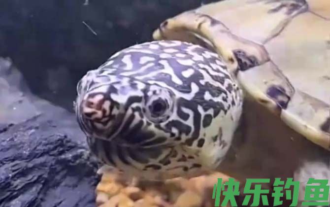 墨西哥蛋龟是什么龟(图1)