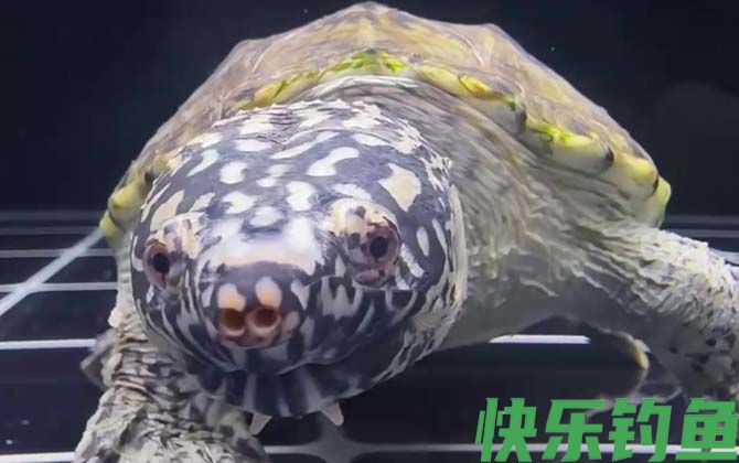 墨西哥蛋龟是什么龟(图3)