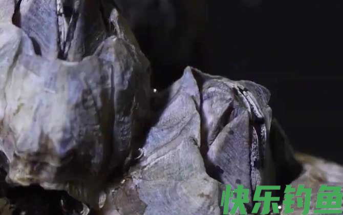 藤壶会害死鲸鱼吗(图2)