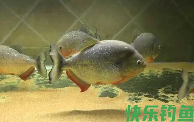 P属水虎鱼品种及图片大全(图2)
