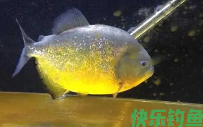 P属水虎鱼品种及图片大全(图3)