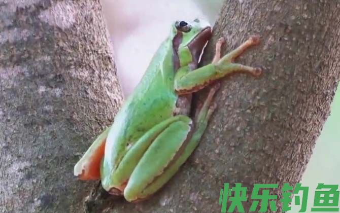 树蛙是保护动物吗(图2)