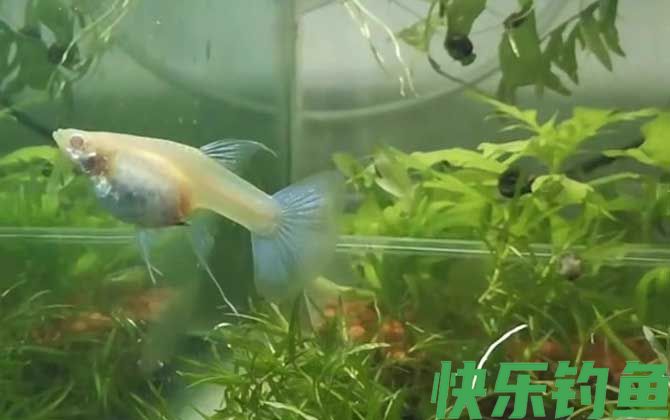 孔雀鱼多久繁殖一次(图2)