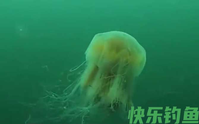 赤月水母是什么动物(图3)