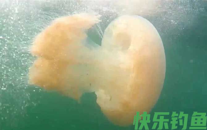赤月水母是什么动物(图4)