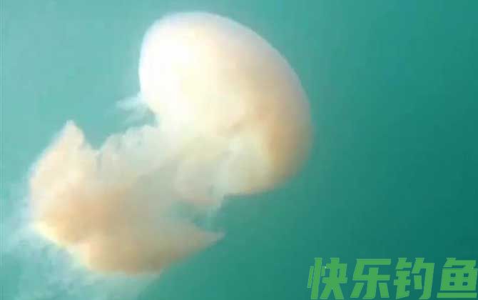 赤月水母是什么动物(图2)