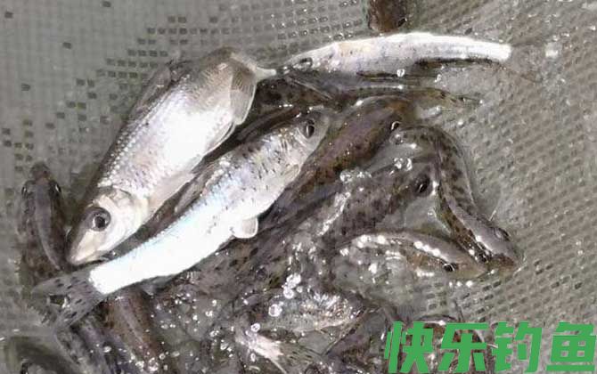 花骨鱼是什么鱼(图4)
