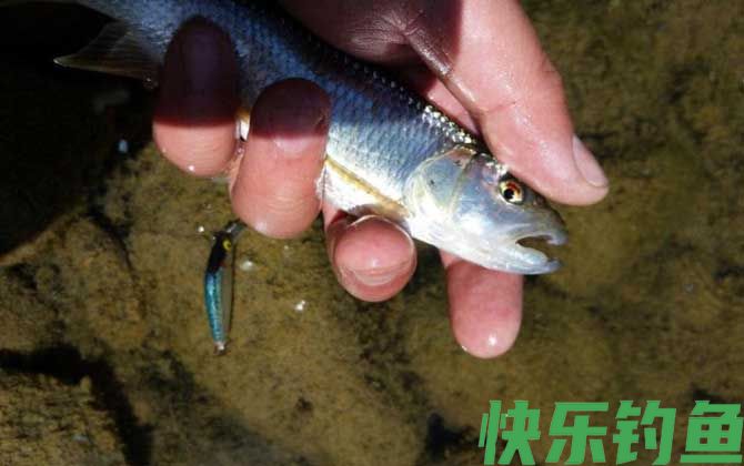 马口鱼别名叫什么鱼(图1)