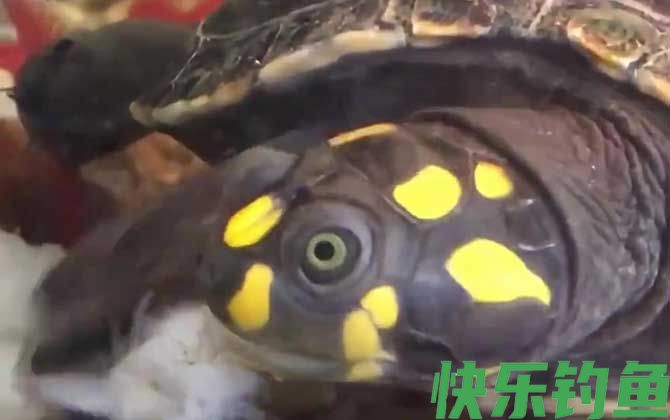 忍者龟是什么龟(图2) 忍者龟是什么龟(图2)