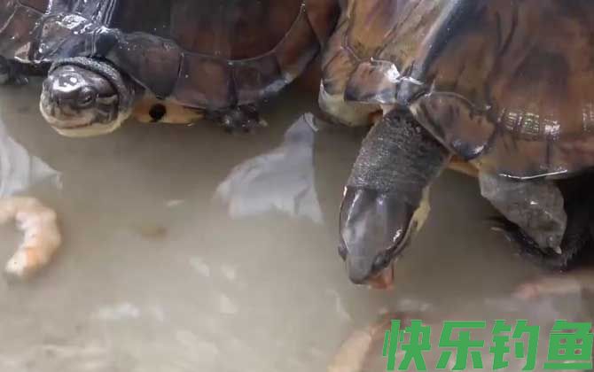 忍者龟是什么龟(图4) 忍者龟是什么龟(图4)