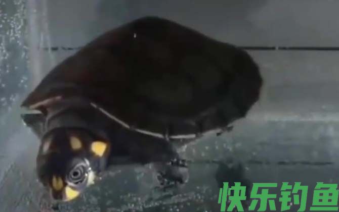 忍者龟是什么龟(图3) 忍者龟是什么龟(图3)