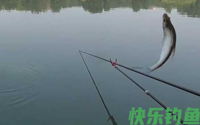 白条鱼什么时候开口(图3)