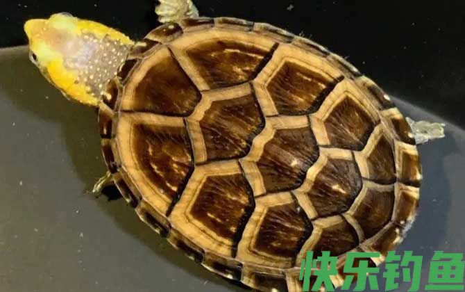 白唇蛋龟是什么动物(图2)