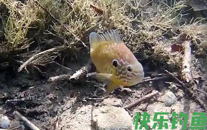太阳鱼是冷水鱼吗(图1)