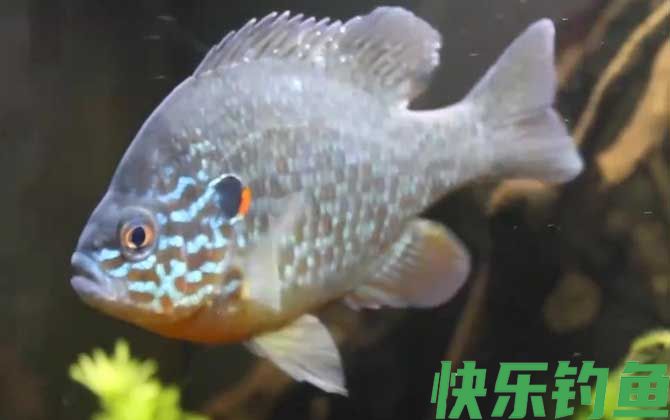 太阳鱼是冷水鱼吗(图2)