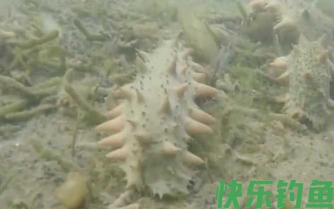 海参需要每天吃吗(图4)