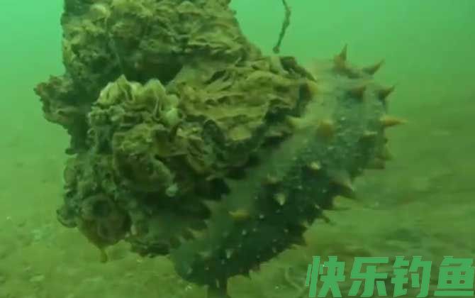 海参需要每天吃吗(图3)
