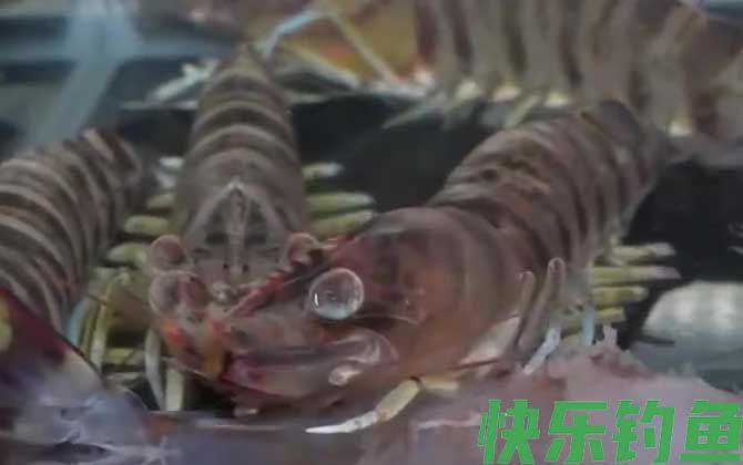 草虾和斑节虾的区别(图3)