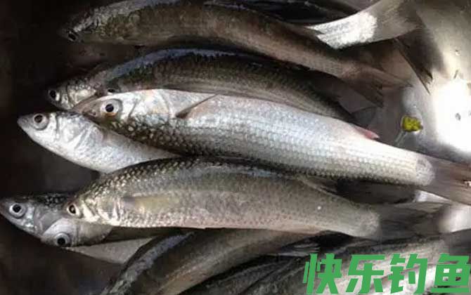 白眼鱼是什么鱼(图1)