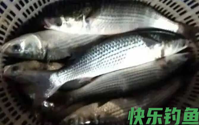 白眼鱼是什么鱼(图3)