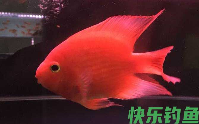 观赏鱼养殖技术及注意事项(图1)