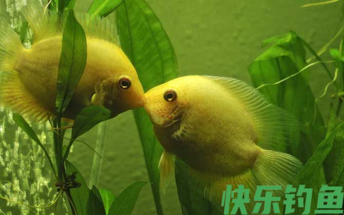 观赏鱼养殖技术及注意事项(图3)
