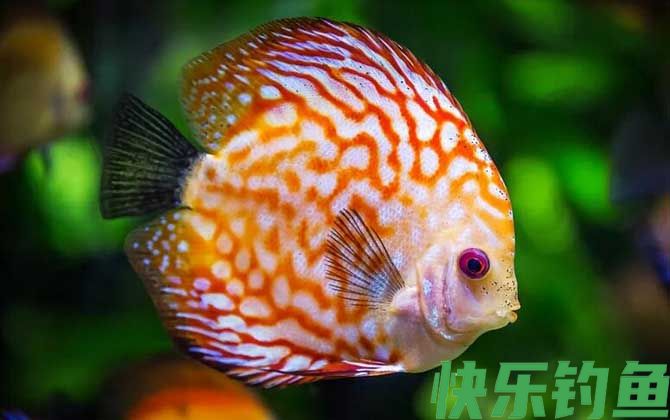 观赏鱼养殖技术及注意事项(图4)
